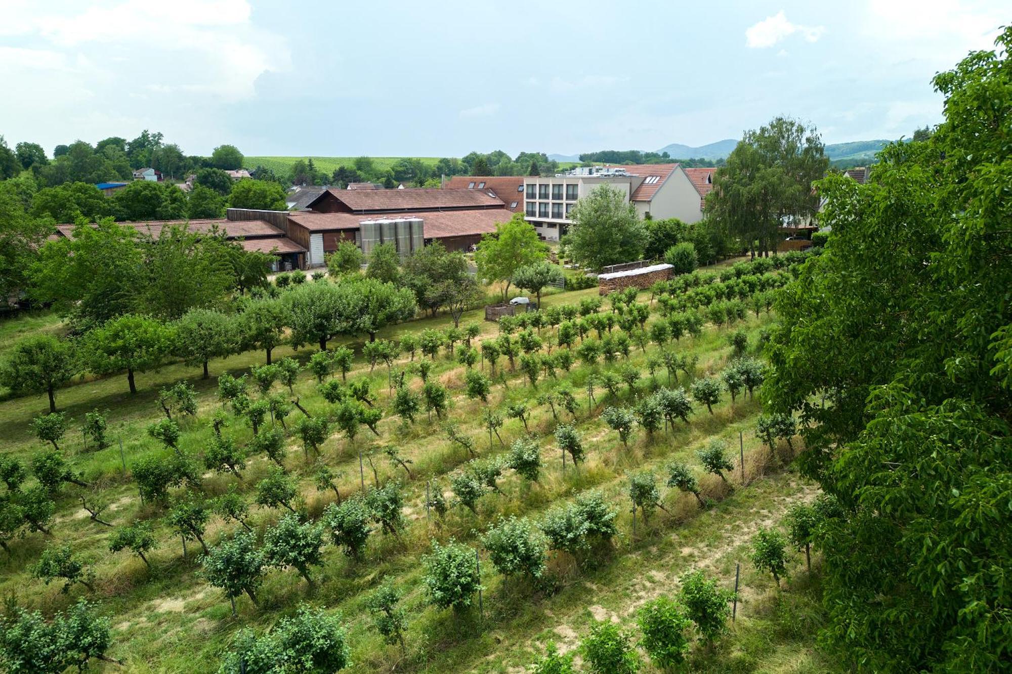 Hotel Weinhotel Fritz Walter Niederhorbach